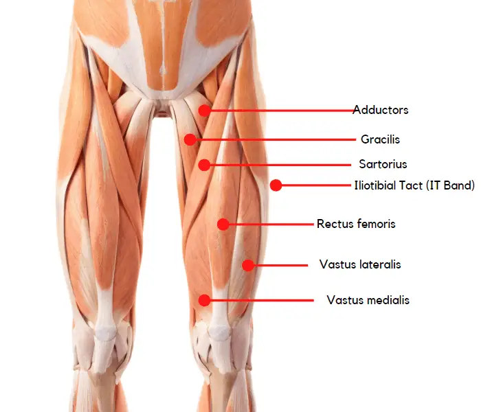 anatomy of leg muscles for foam rolling