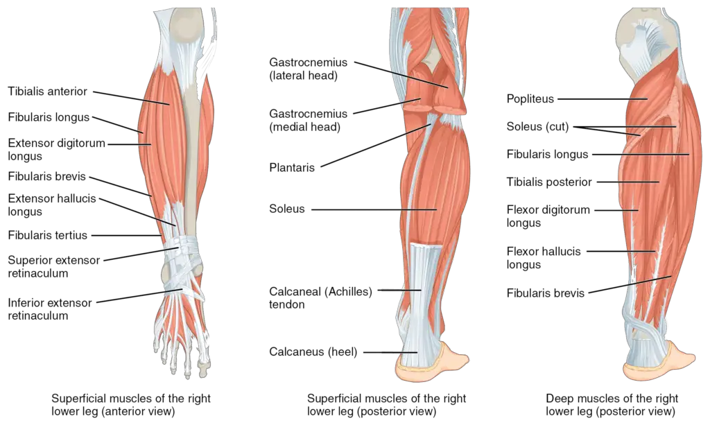 Lower leg muscles 1024x610 1